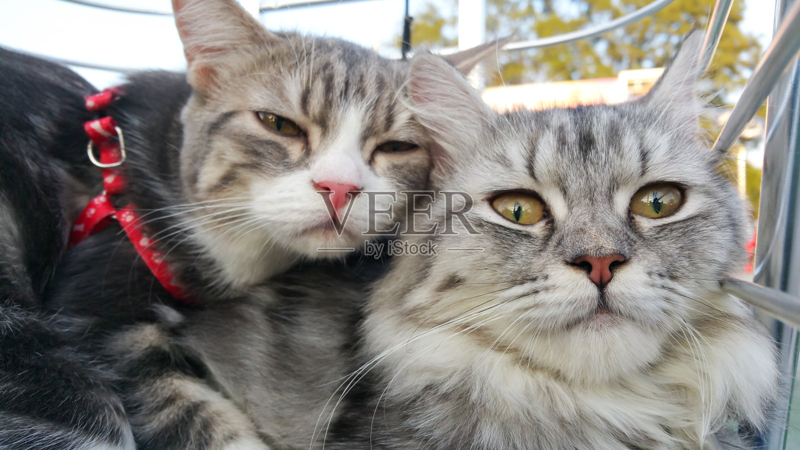 猫照片摄影图片