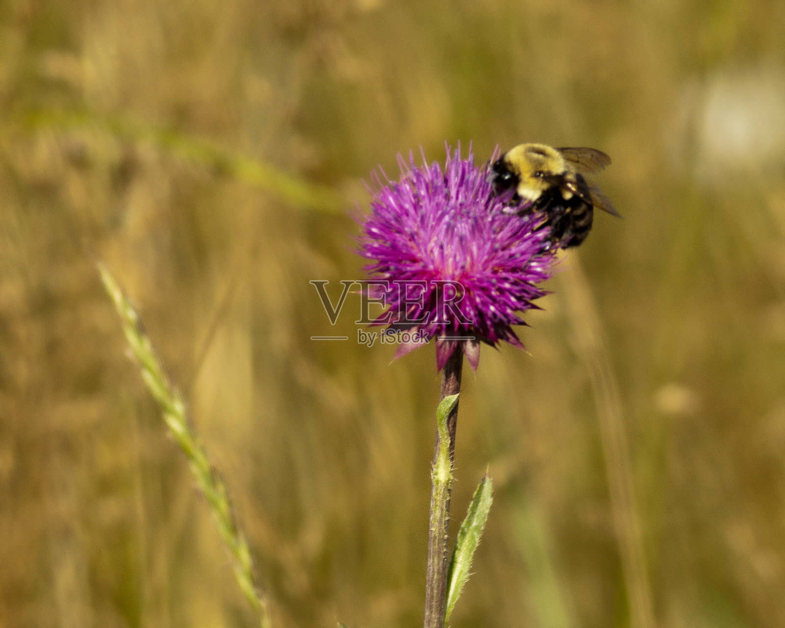 忙碌的蜜蜂照片摄影图片