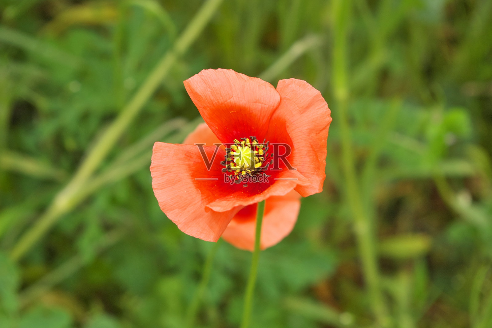 花照片摄影图片