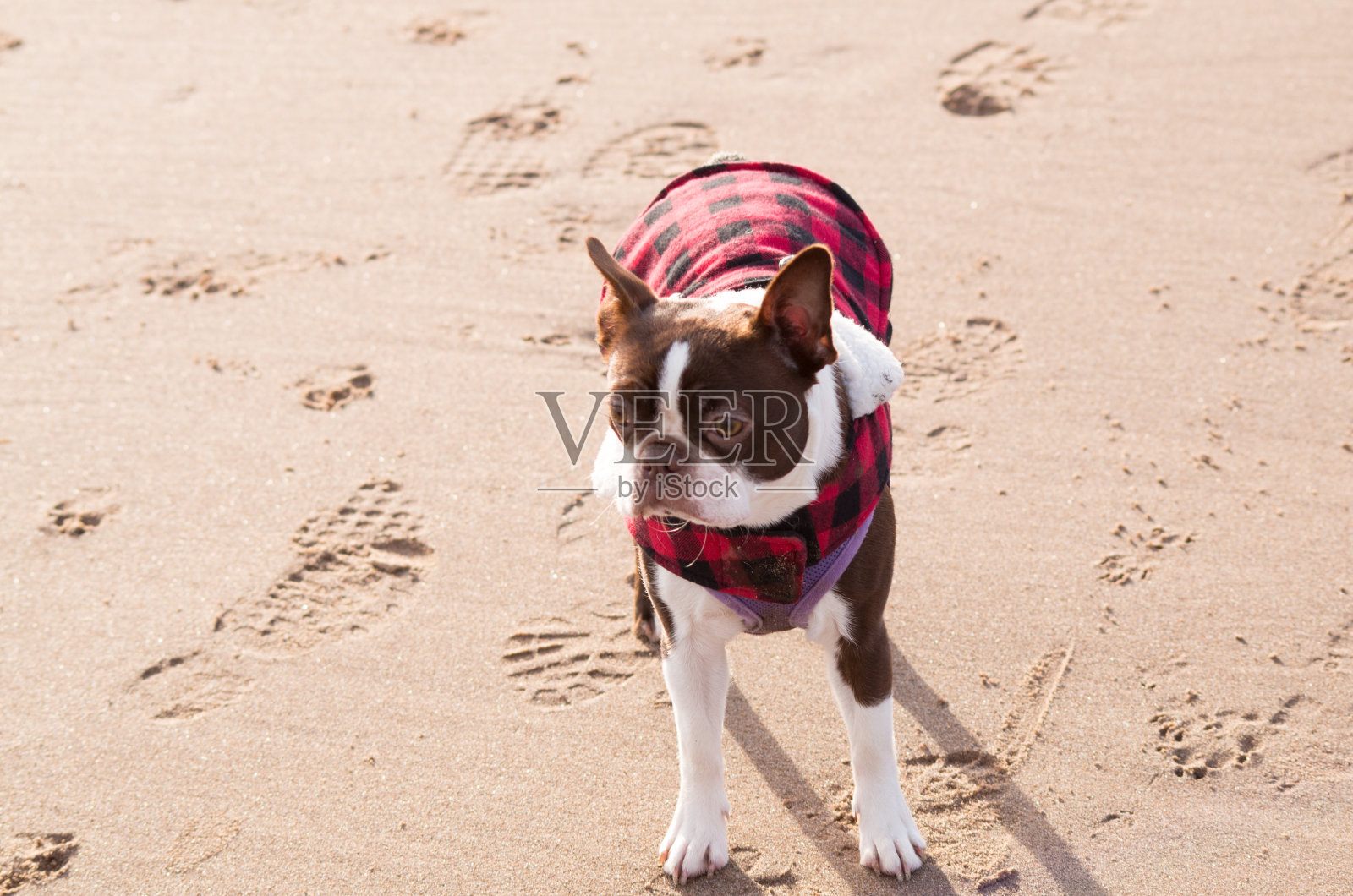 波士顿梗犬照片摄影图片