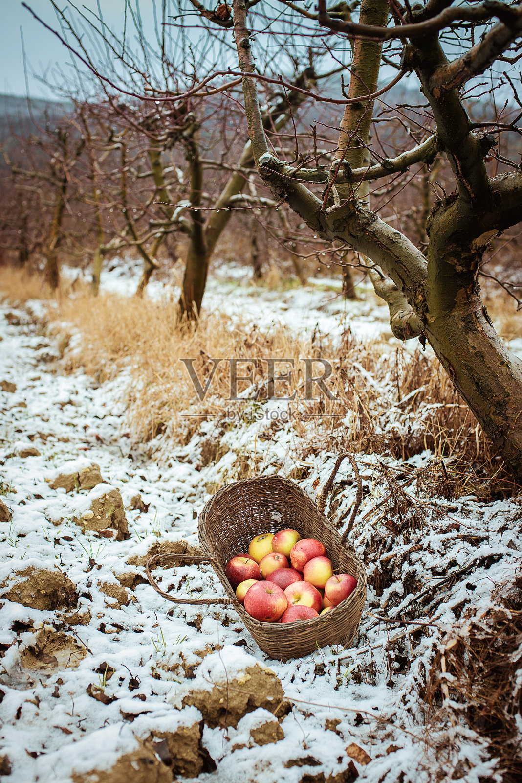 篮子里的红苹果照片摄影图片