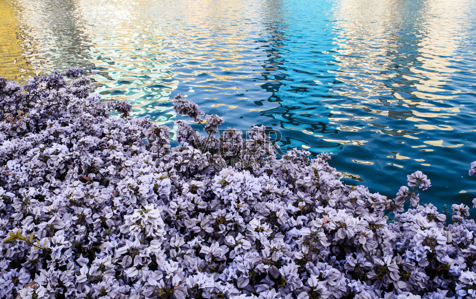 湖边叶子花属照片摄影图片