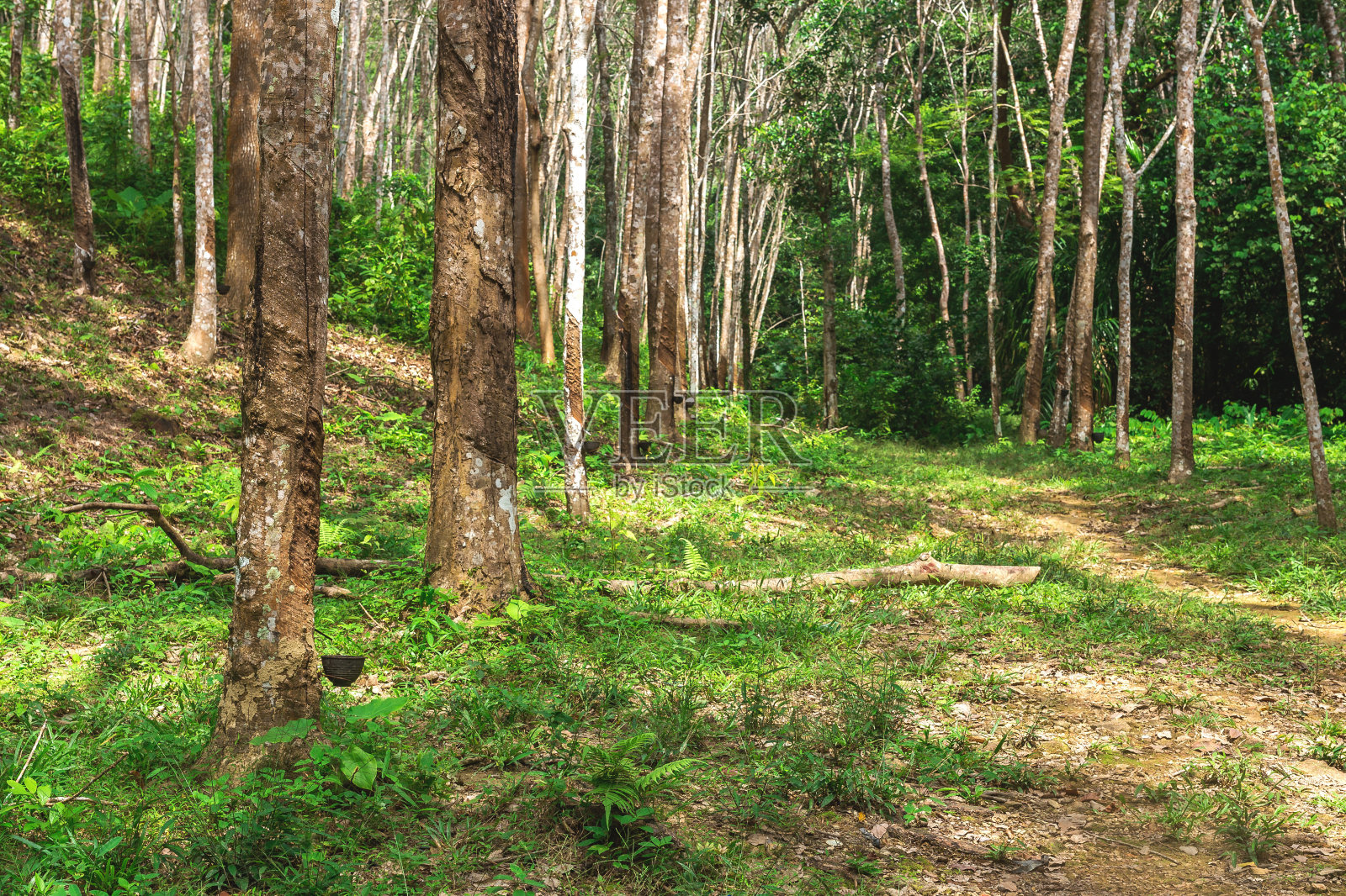 早上的橡胶种植园,甲米省,泰国照片摄影图片