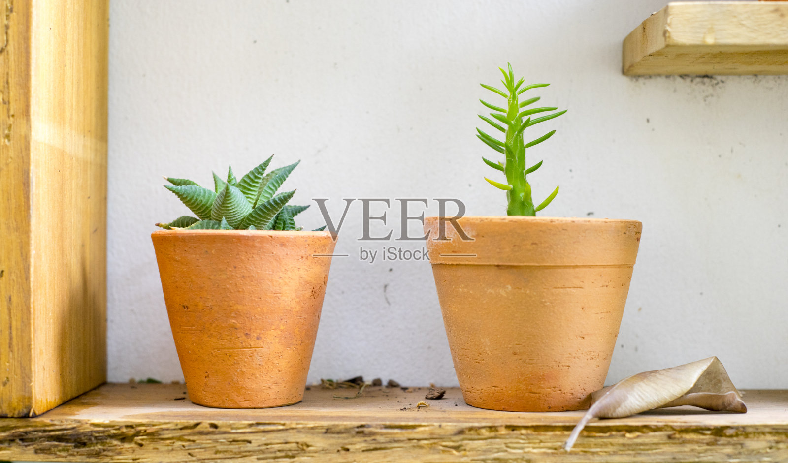 小的花盆照片摄影图片