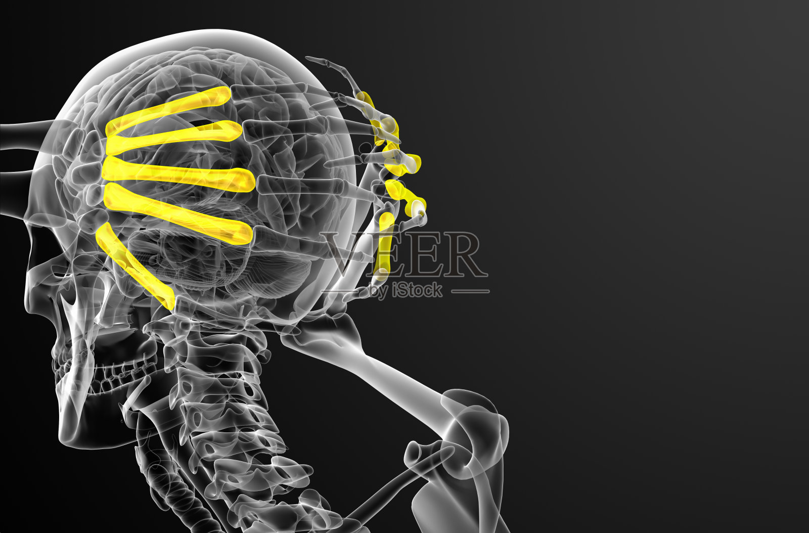 掌骨的3d渲染医学插图照片摄影图片