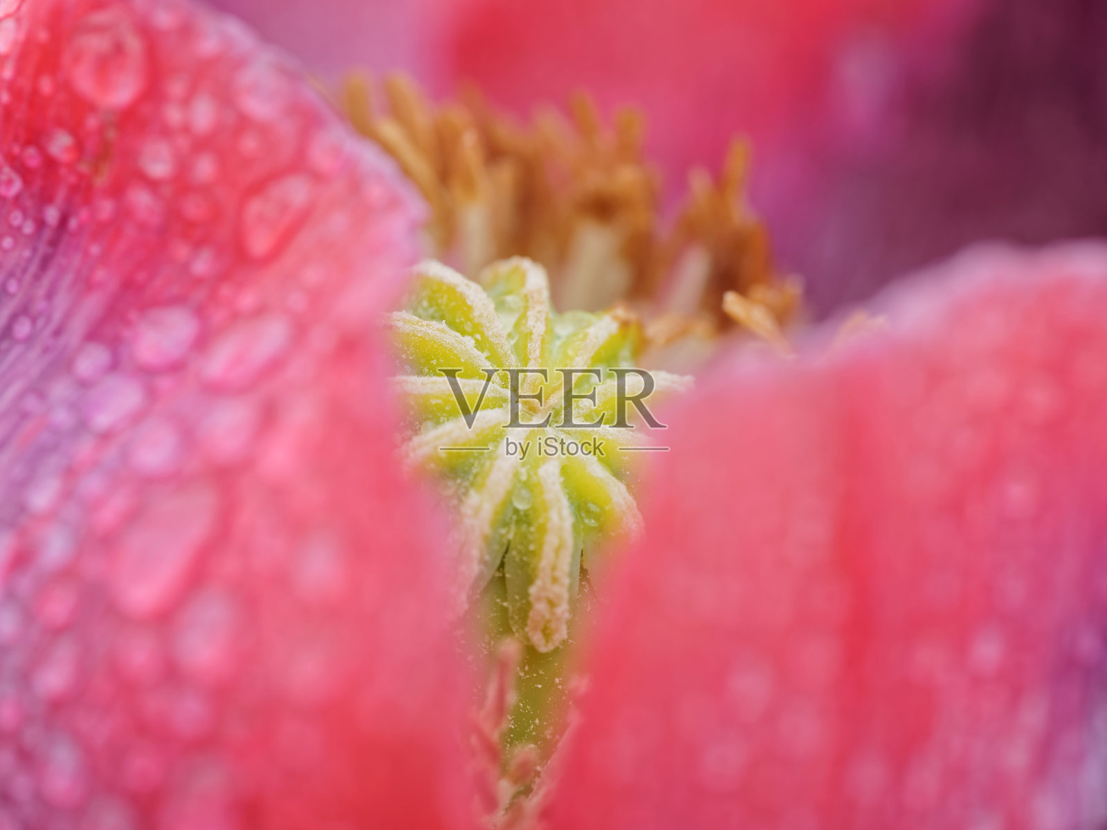 罂粟花红色罂粟花的果实照片摄影图片