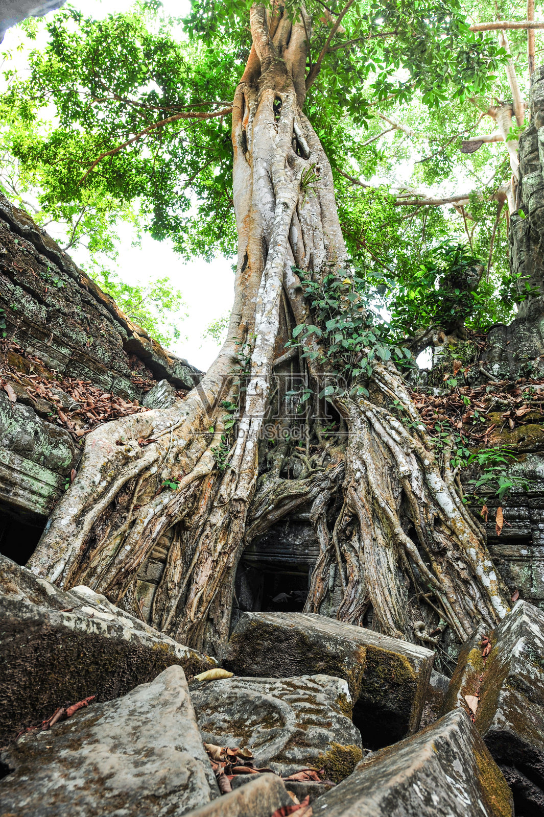 树根覆盖着废墟照片摄影图片