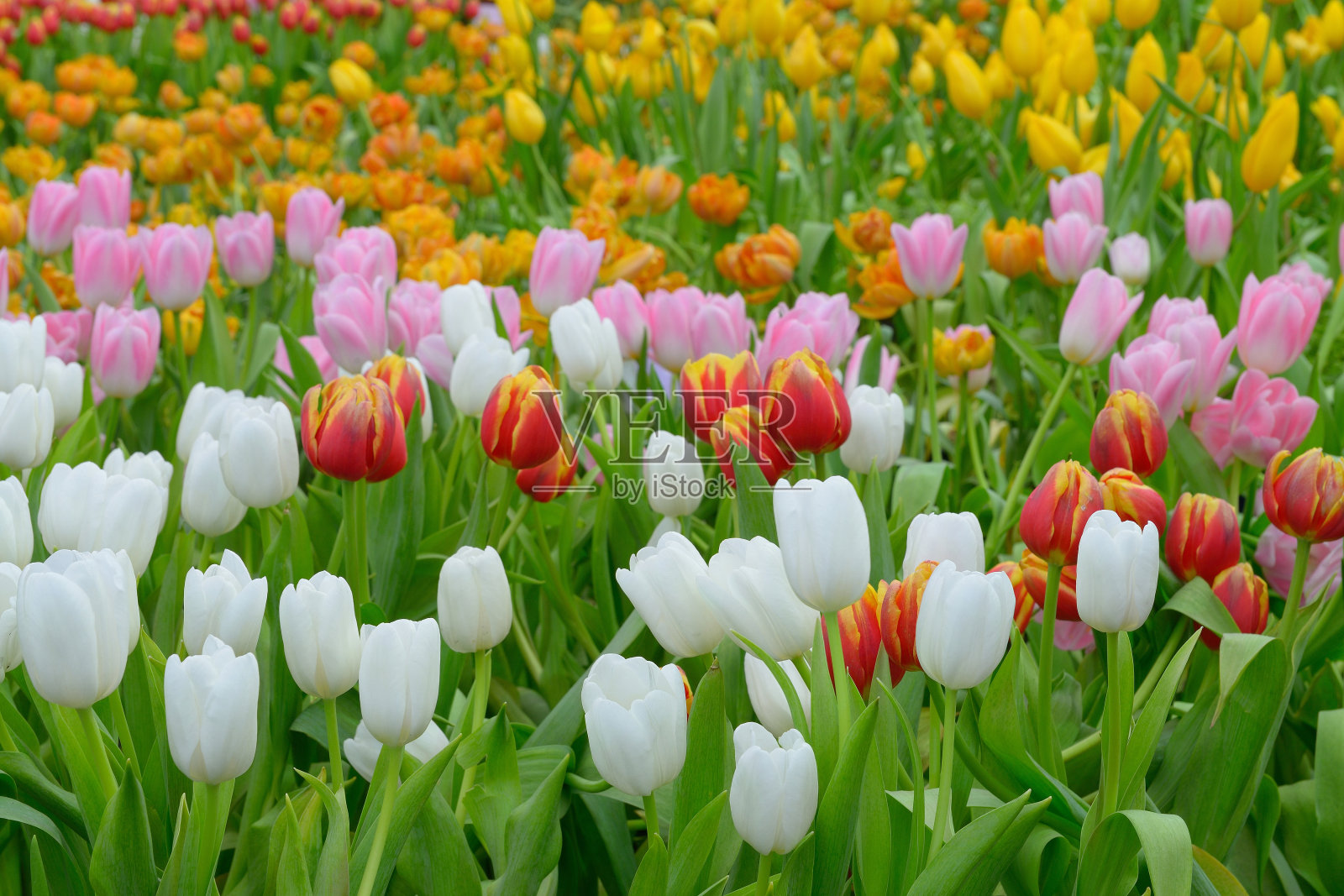 郁金香照片摄影图片