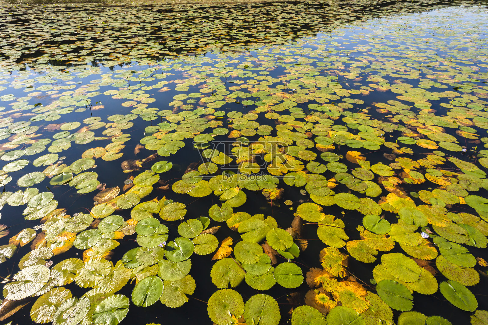 水礼来的叶子照片摄影图片