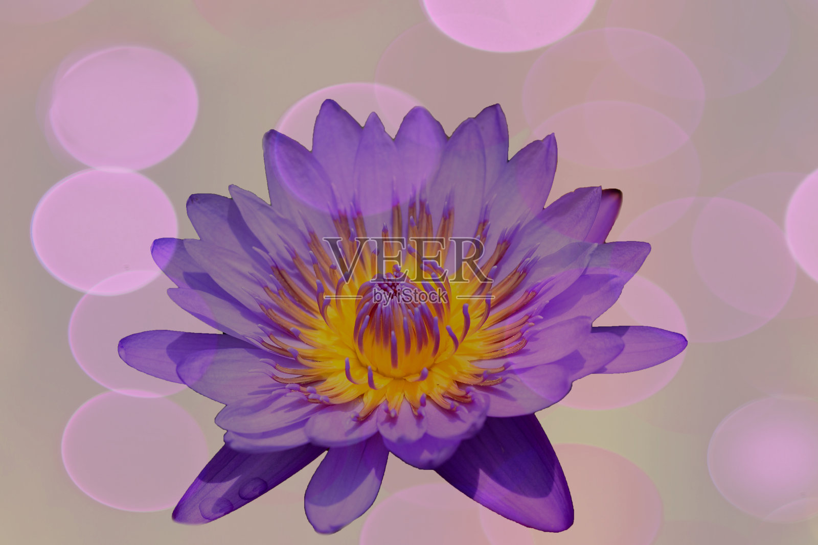 紫色的莲花照片摄影图片