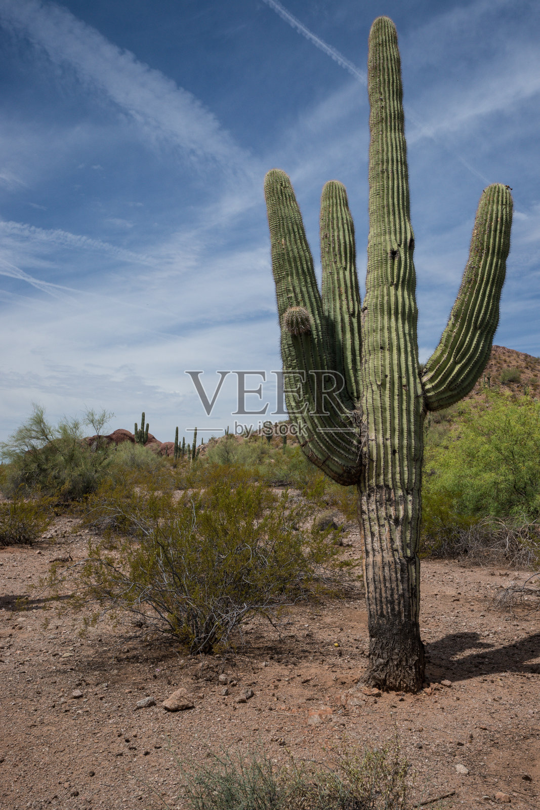 亚利桑那州烈日下的孤独仙人掌照片摄影图片