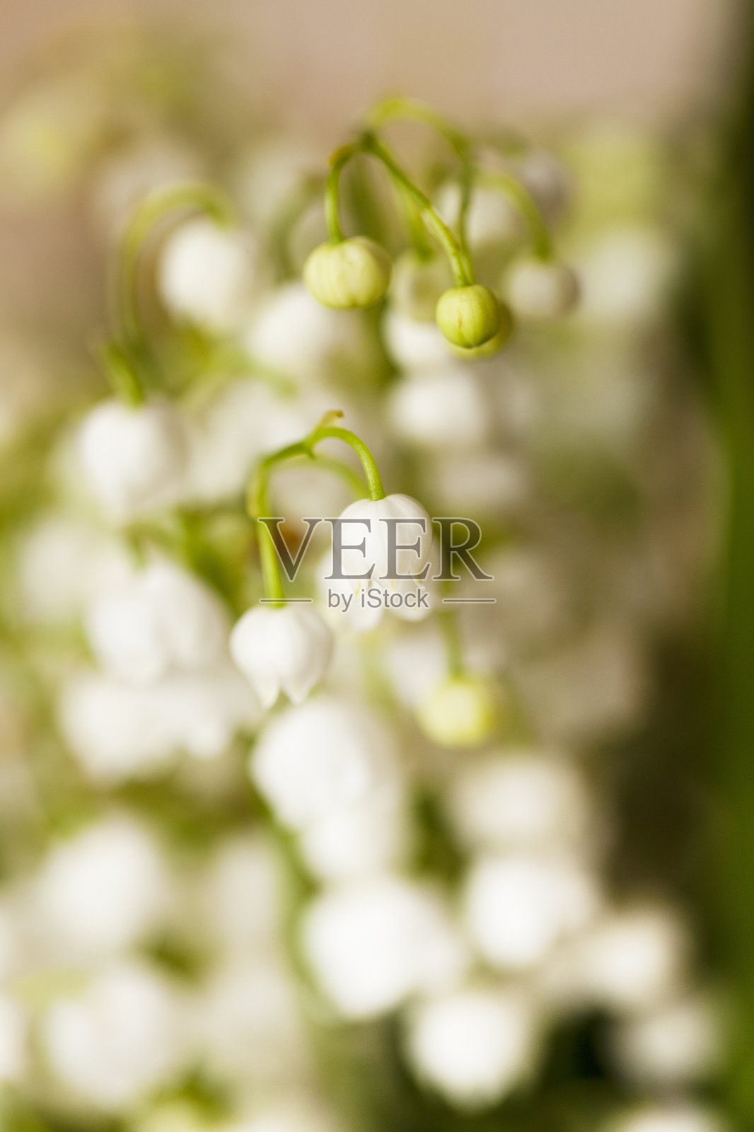 铃兰照片摄影图片