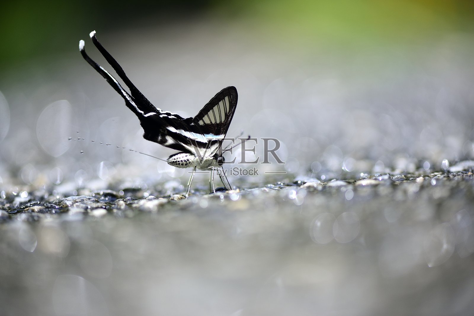 蝴蝶在手指照片摄影图片