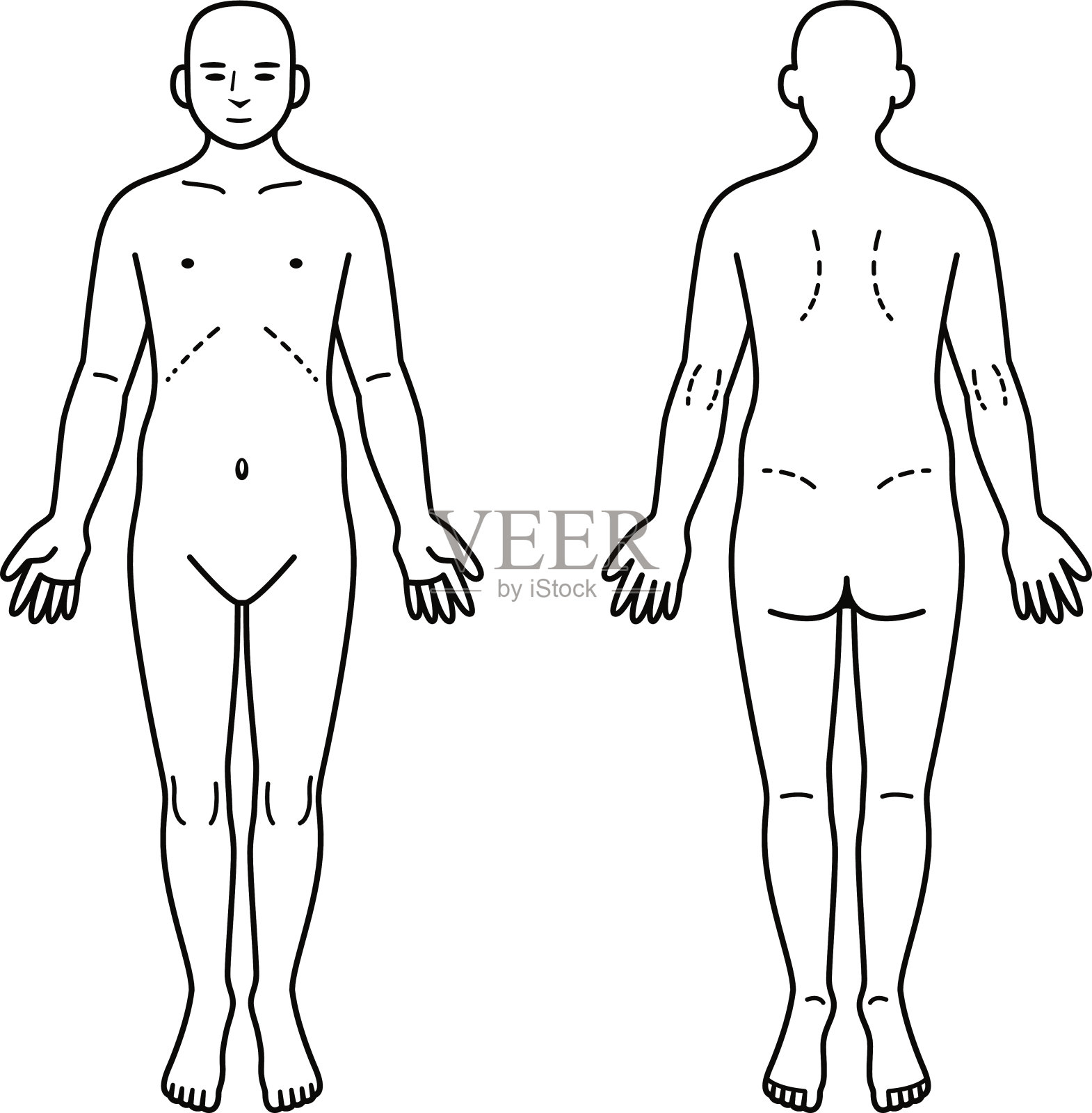 人体的前部和后部插画图片素材