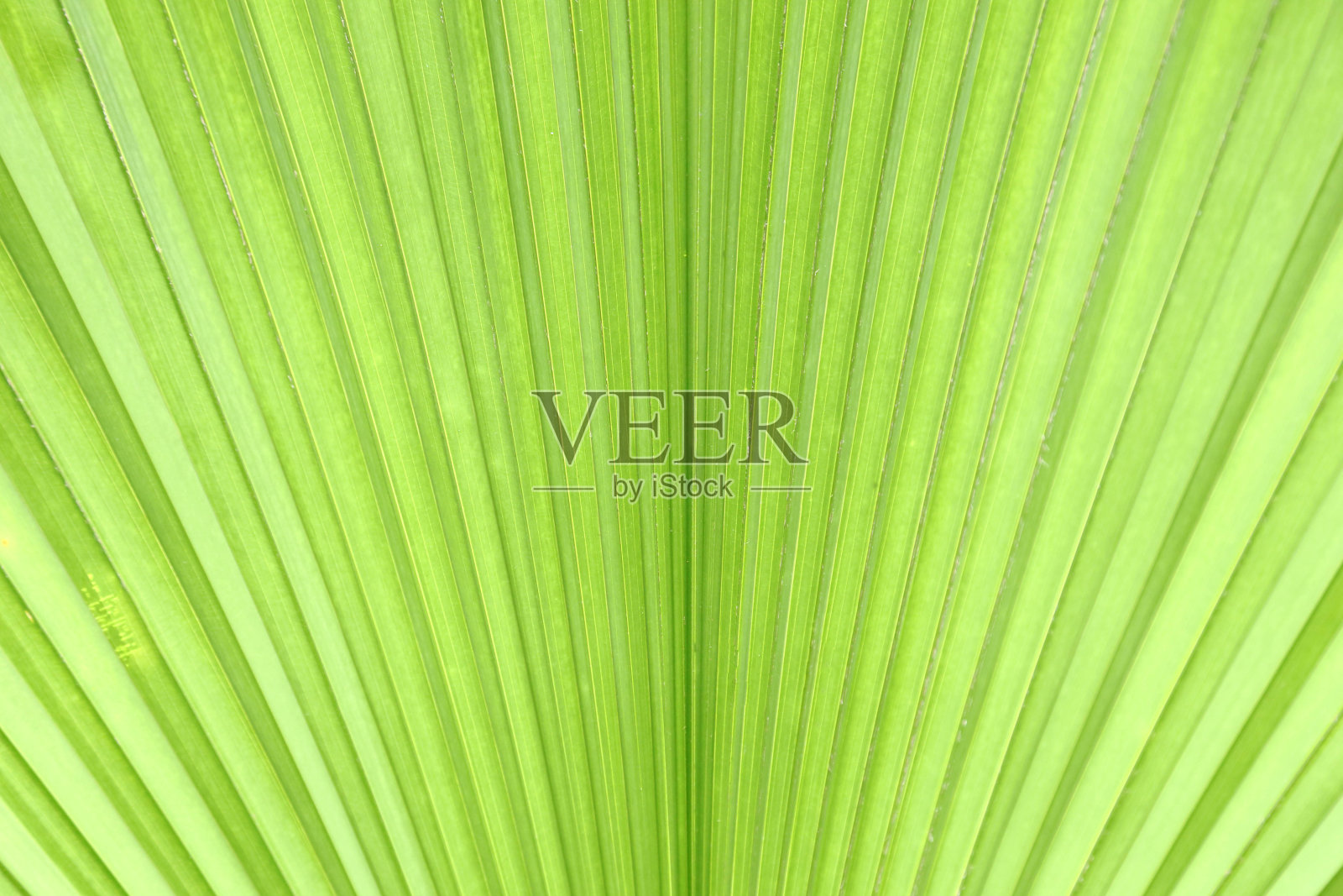 绿色棕榈叶照片摄影图片