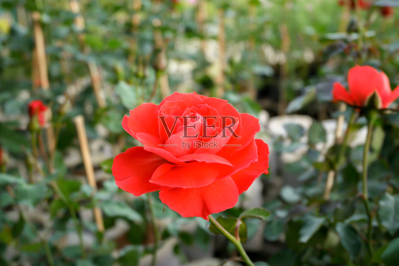 红玫瑰照片摄影图片