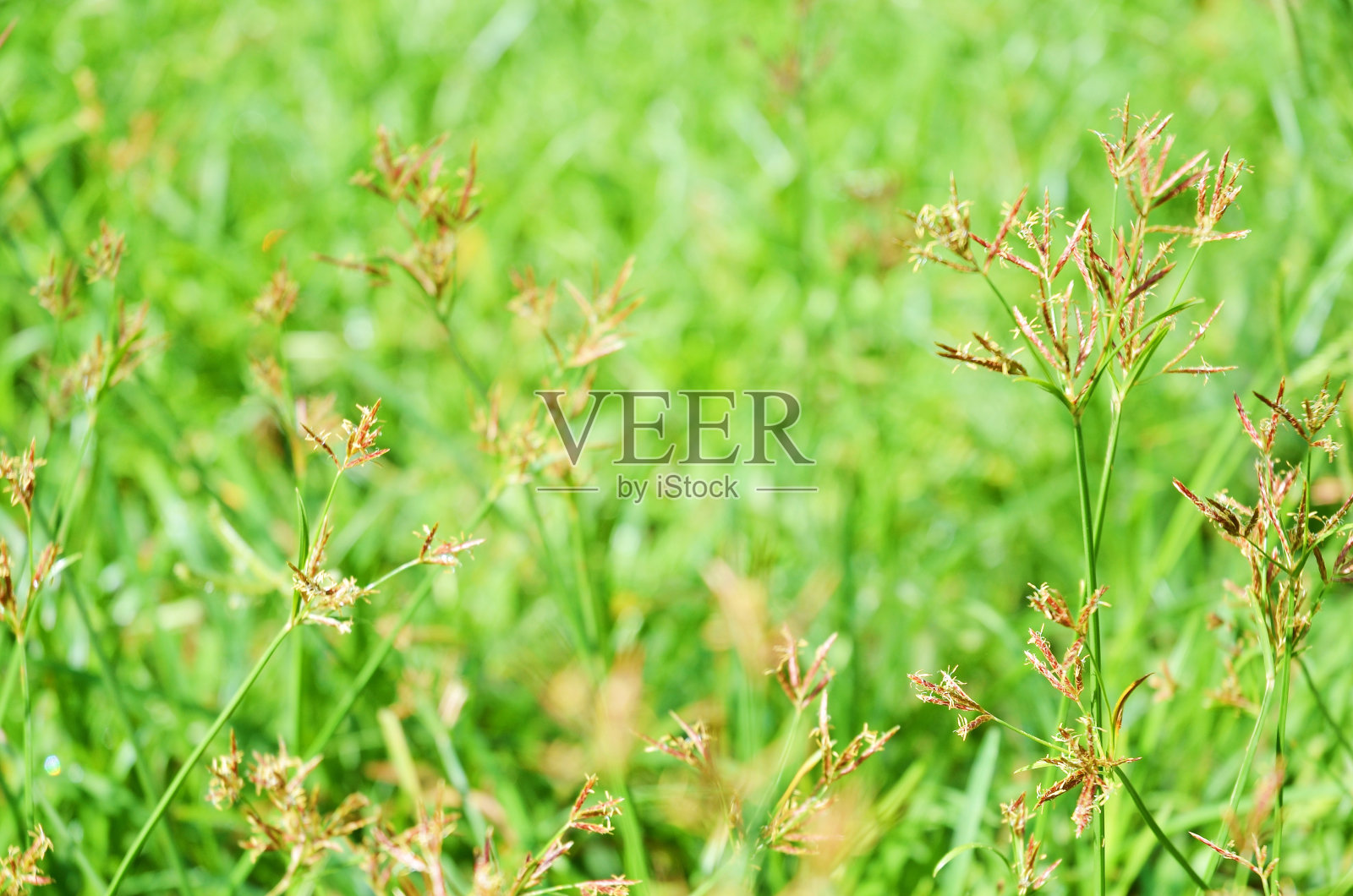 绿草的背景照片摄影图片