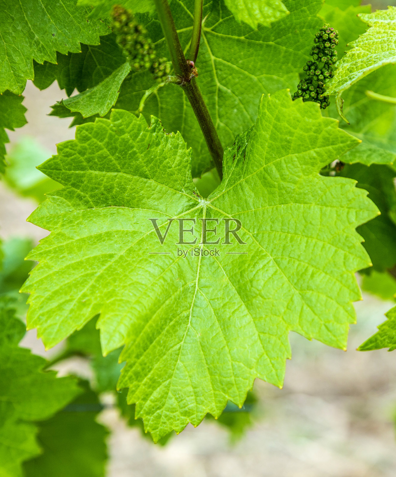 新鲜的葡萄叶子背景照片摄影图片