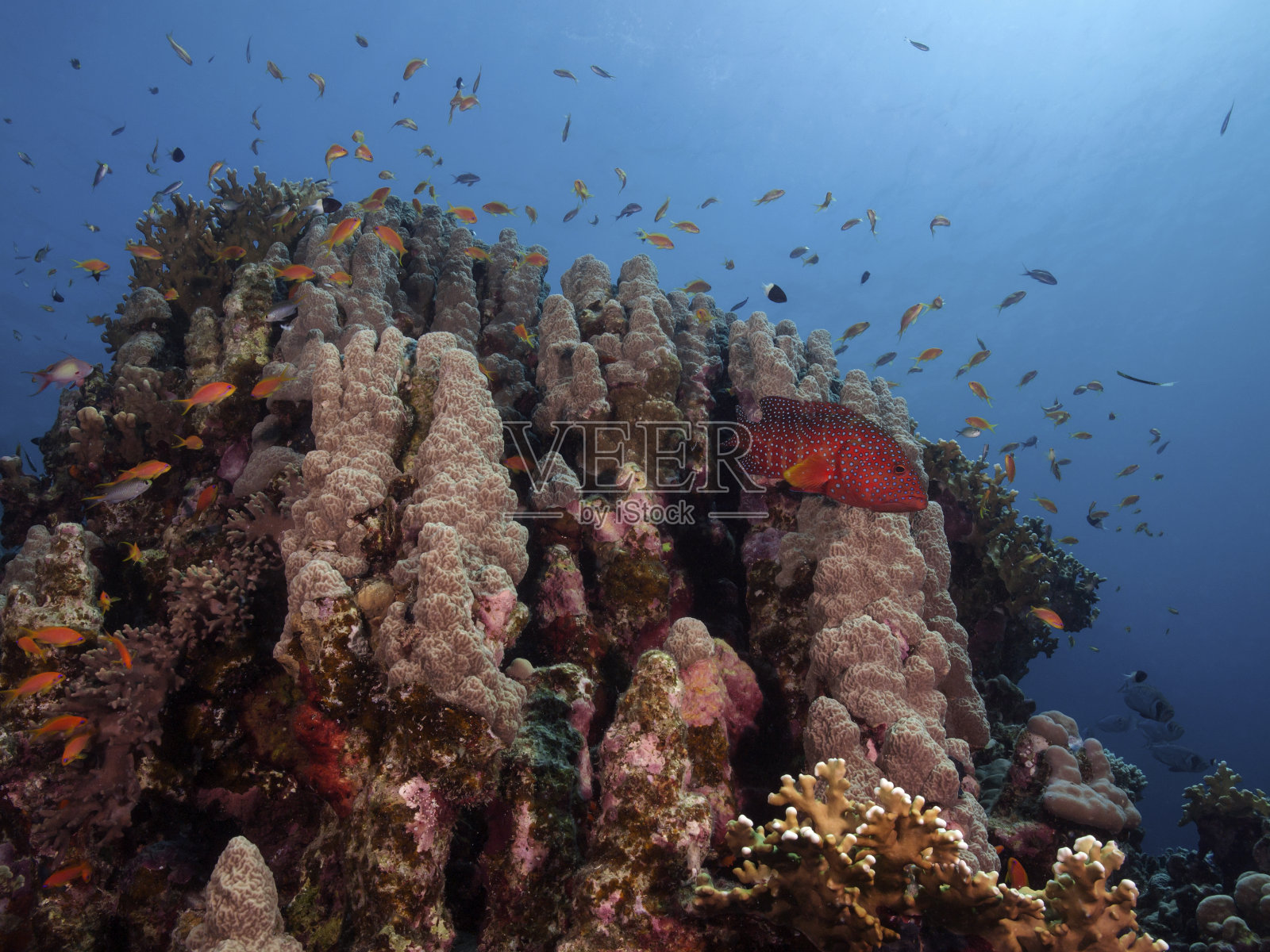 宝石石斑鱼(Cephalopholis miniata)照片摄影图片