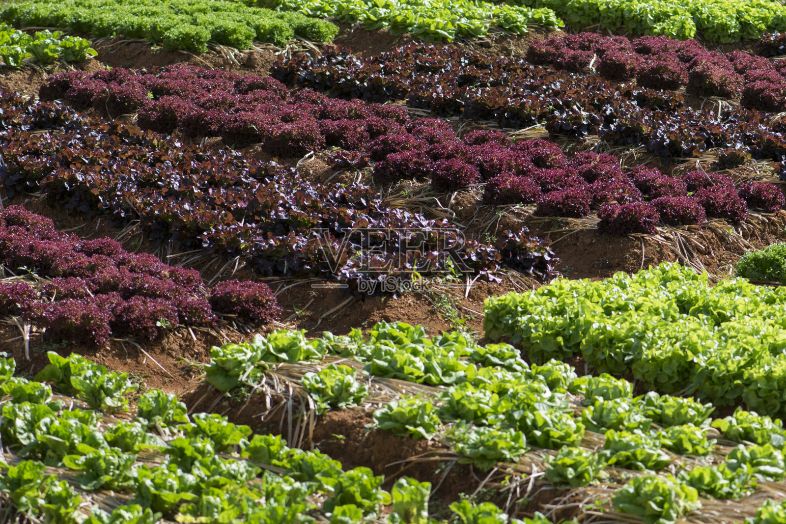 菜园子里的新鲜莴苣照片摄影图片