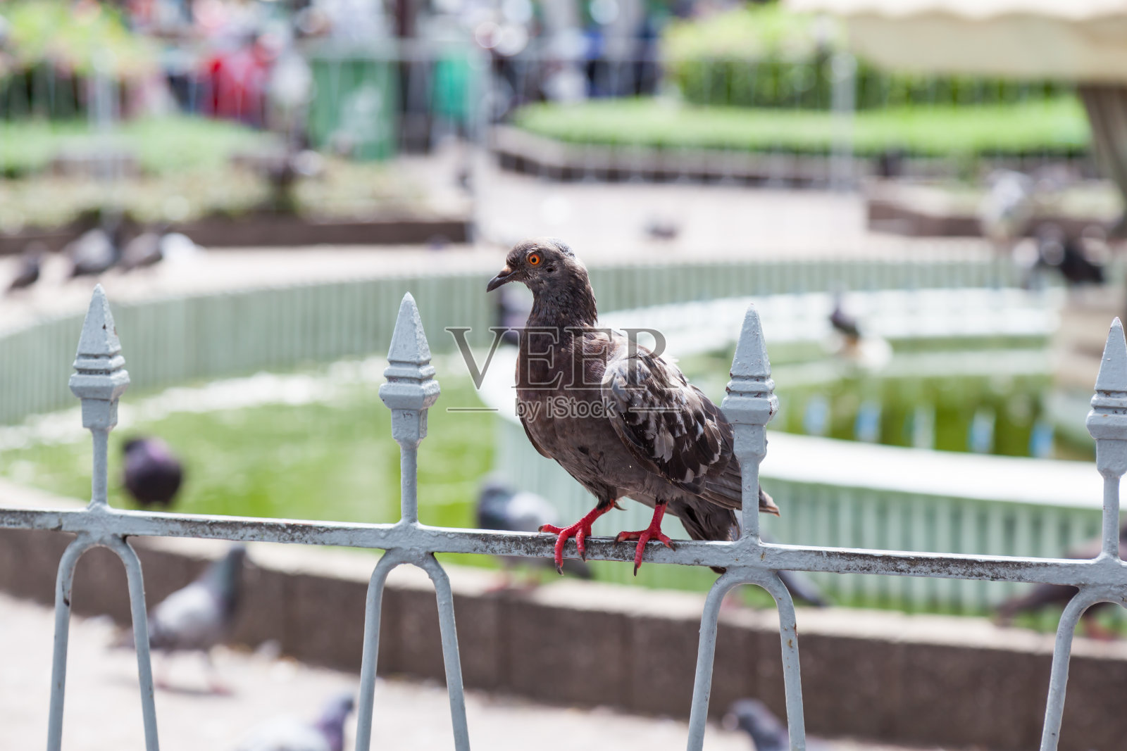 胖斑纹鸽子在钢条上休息照片摄影图片
