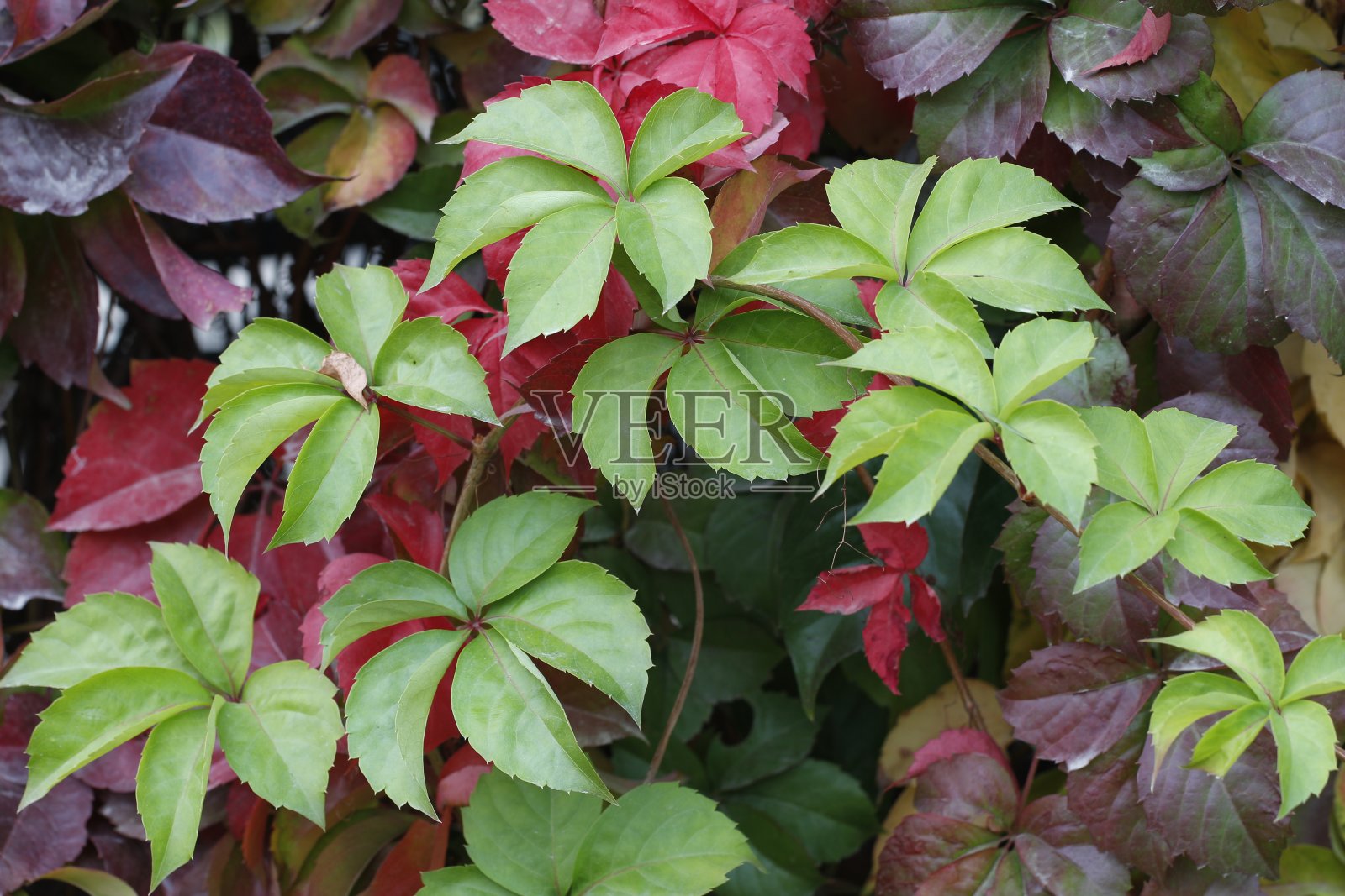 色彩斑斓的常春藤的背景。照片摄影图片