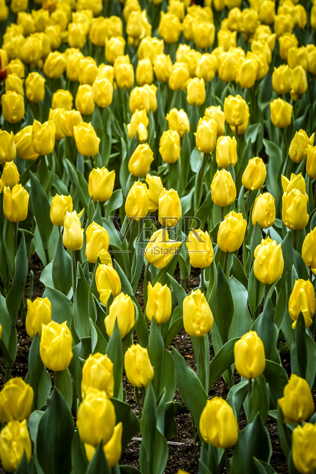 热带花园照片摄影图片