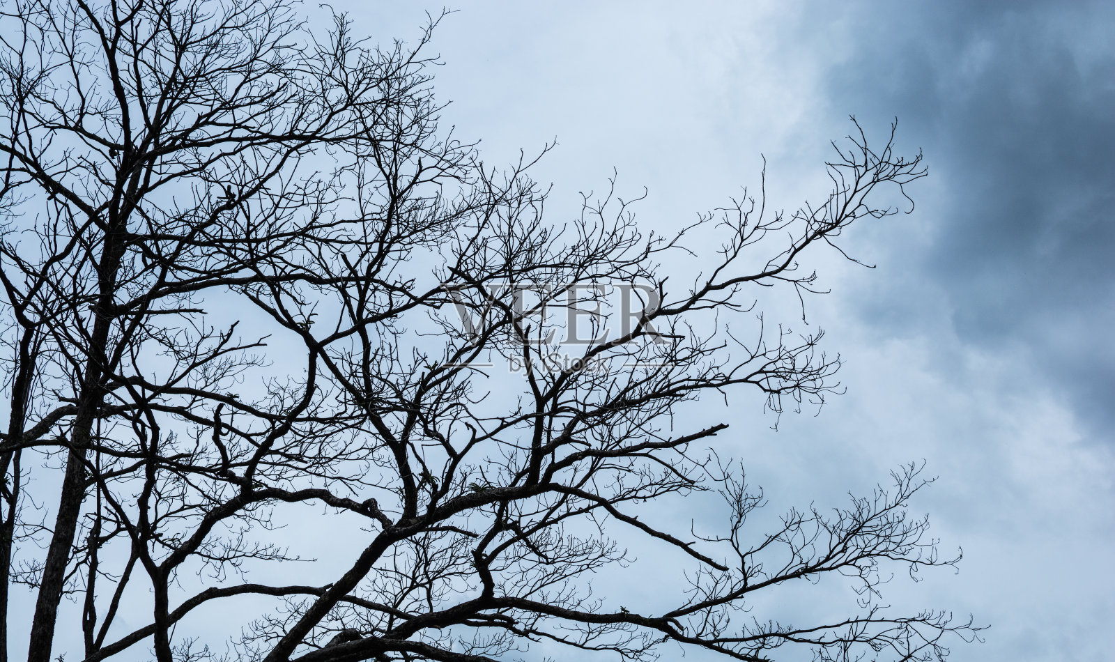 在多云的天空背景上的死树摘要照片摄影图片