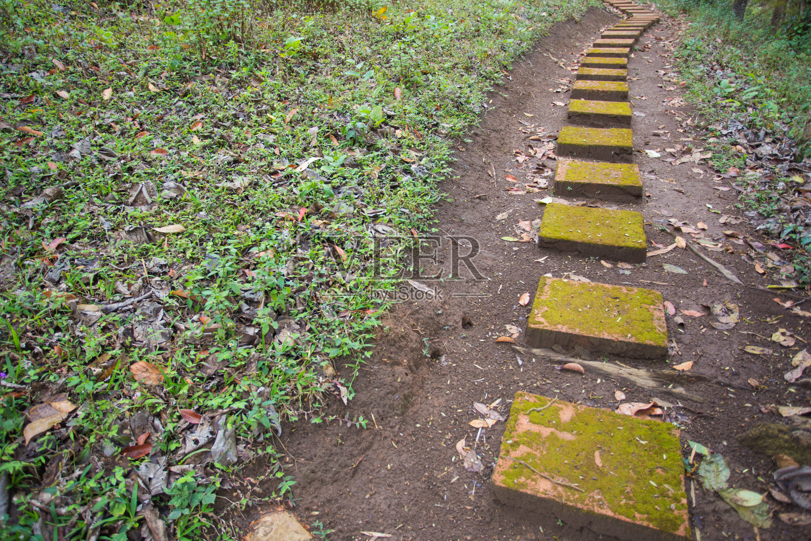 绿色小径照片摄影图片