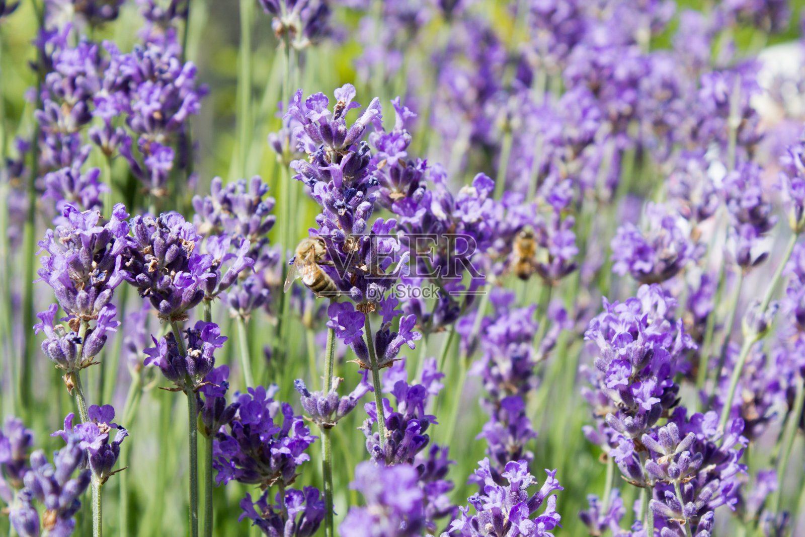 带刺speedwell (veronica spicata ssp.)orchide)照片摄影图片