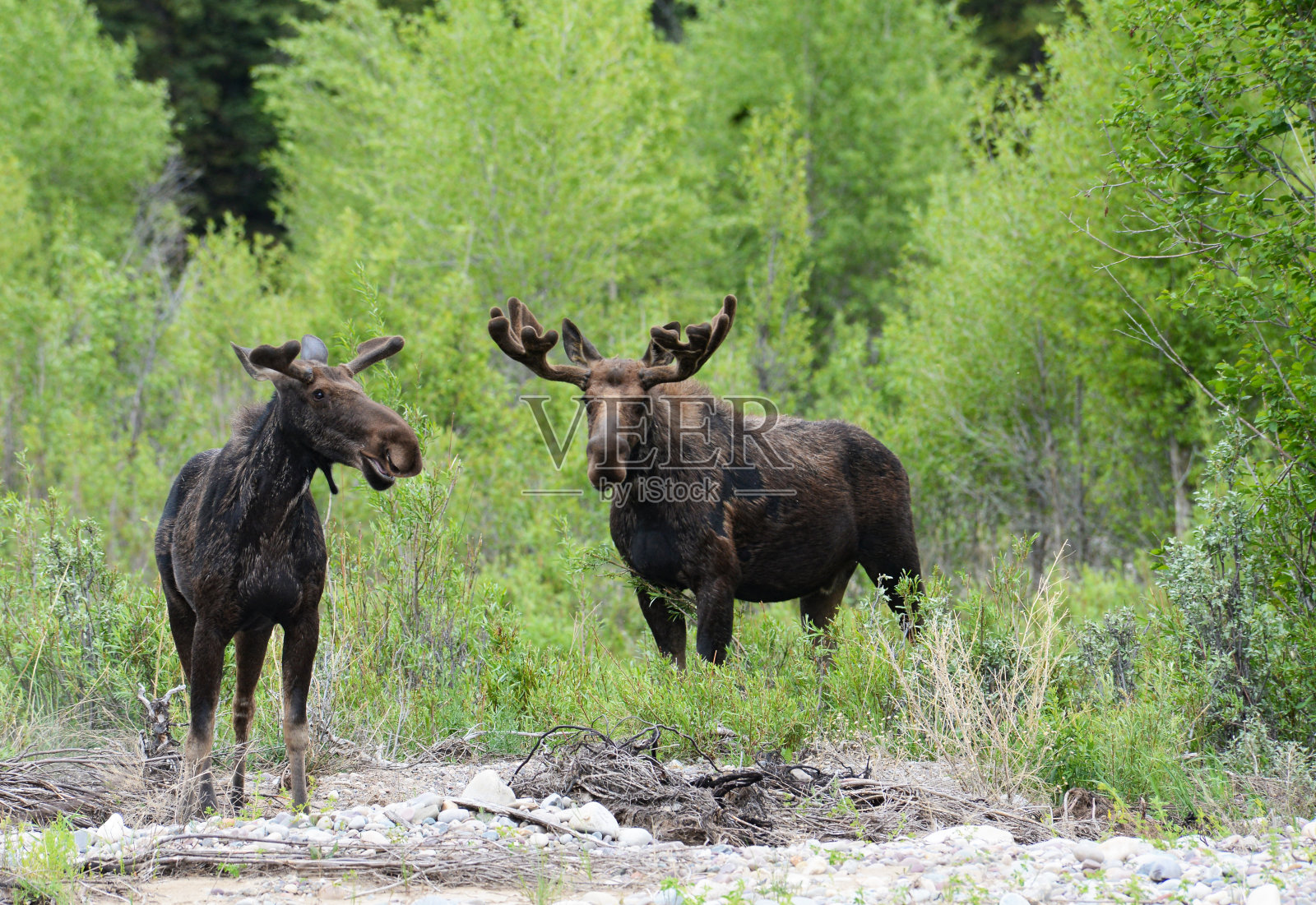 一对被绿色灌木丛包围的驼鹿。照片摄影图片
