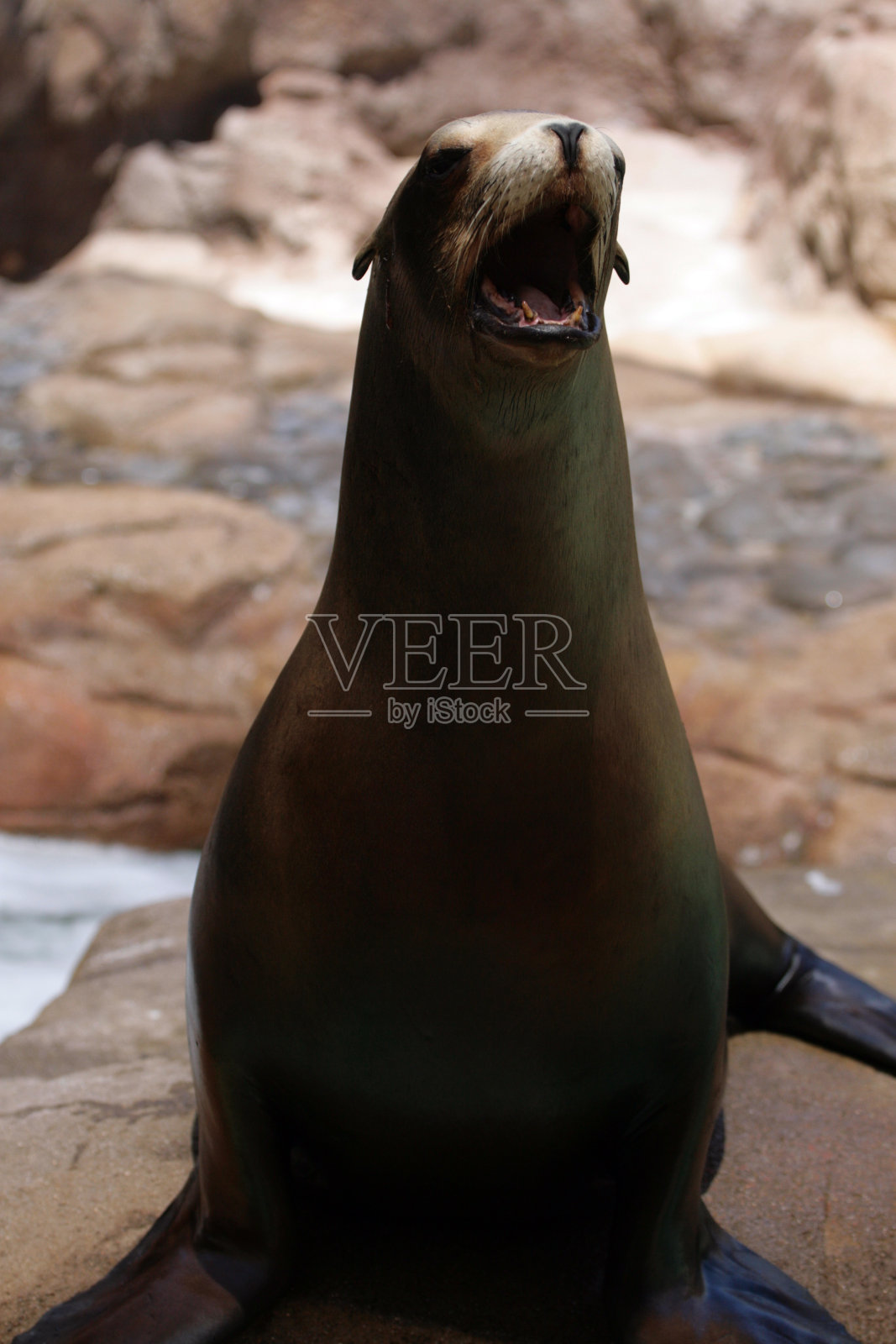 密封照片摄影图片