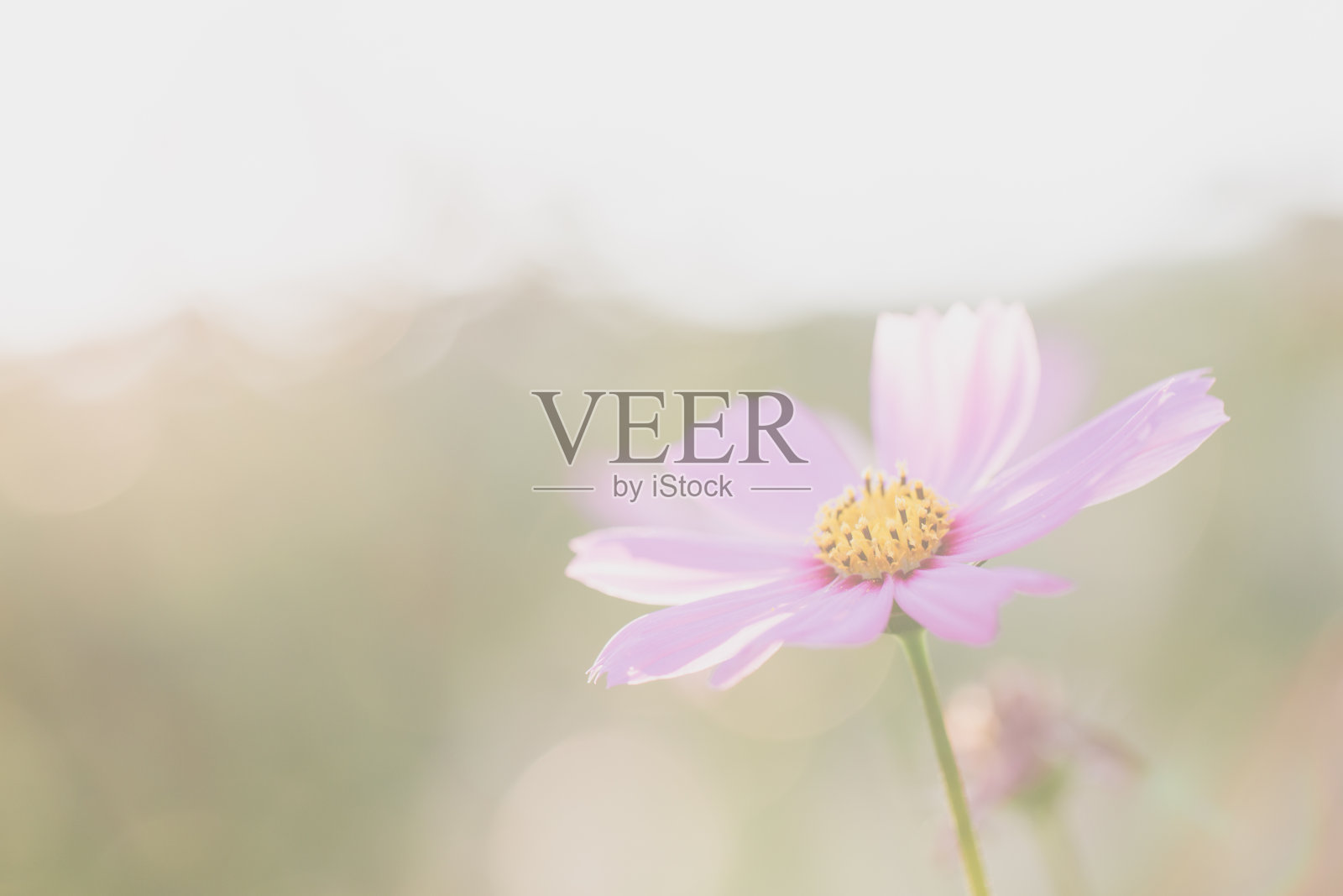 粉红色的宇宙照片摄影图片