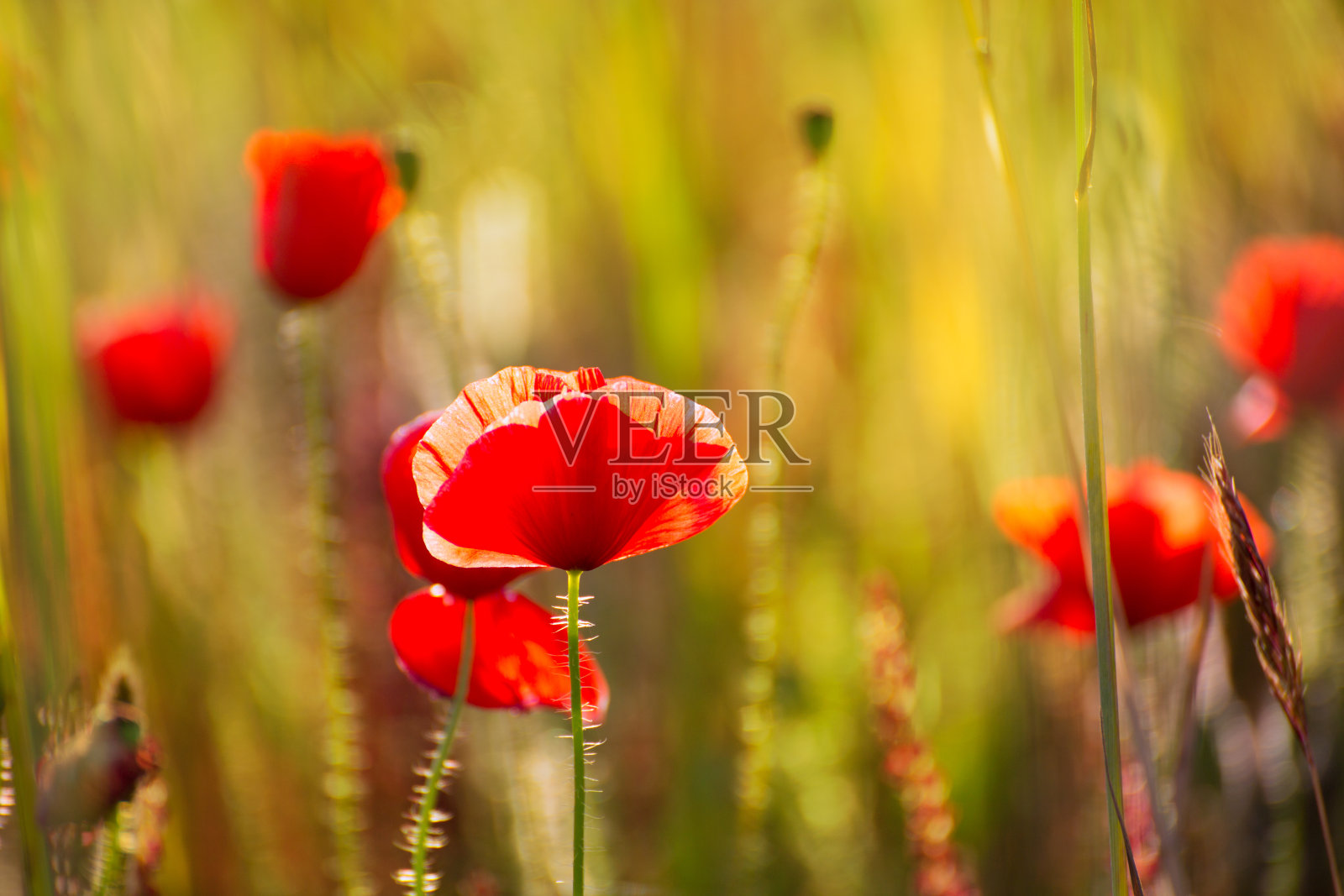 梅诺卡春天的田野里盛开着红色的罂粟花照片摄影图片