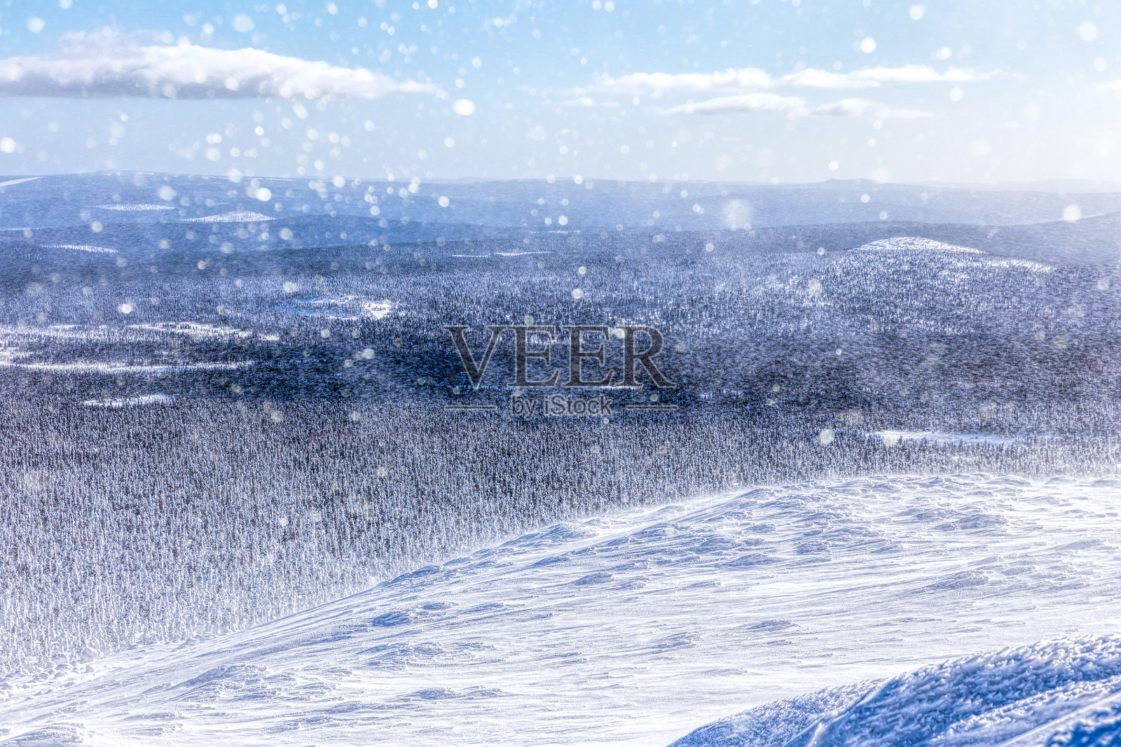 山顶上有严重的暴风雪。白雪覆盖的针叶林。照片摄影图片