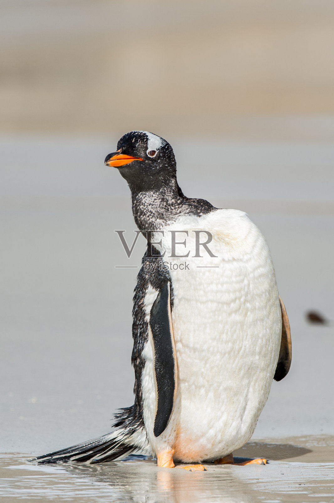 企鹅在南极照片摄影图片