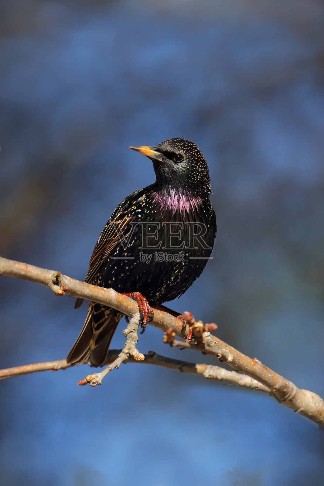 燕八哥在分支照片摄影图片