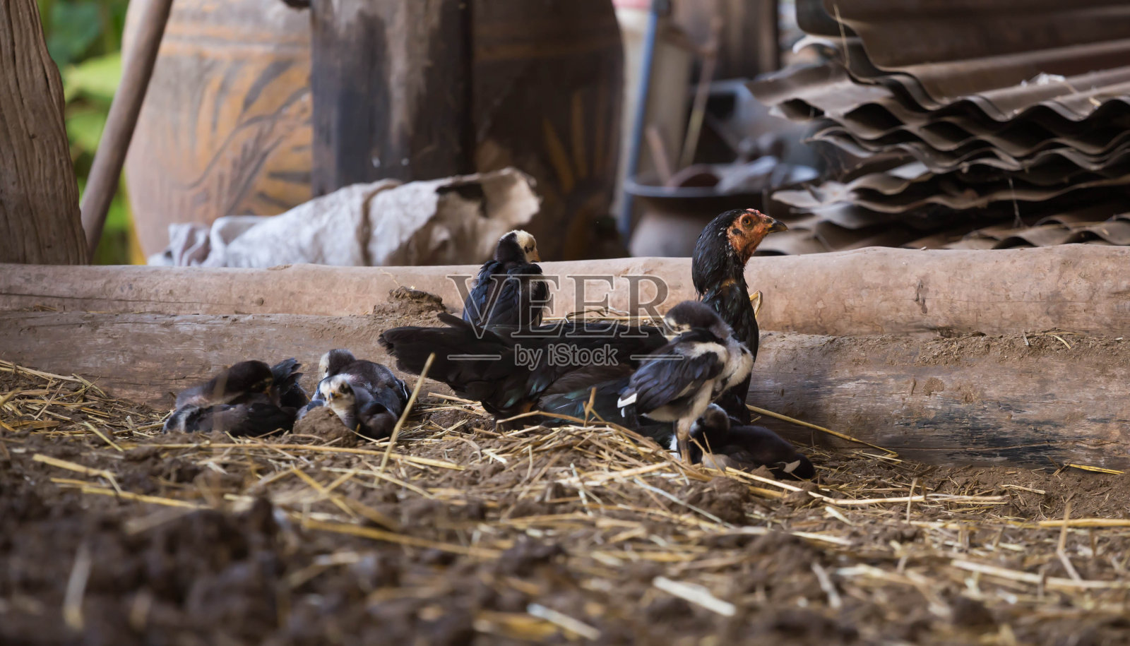 泰国鸡照片摄影图片
