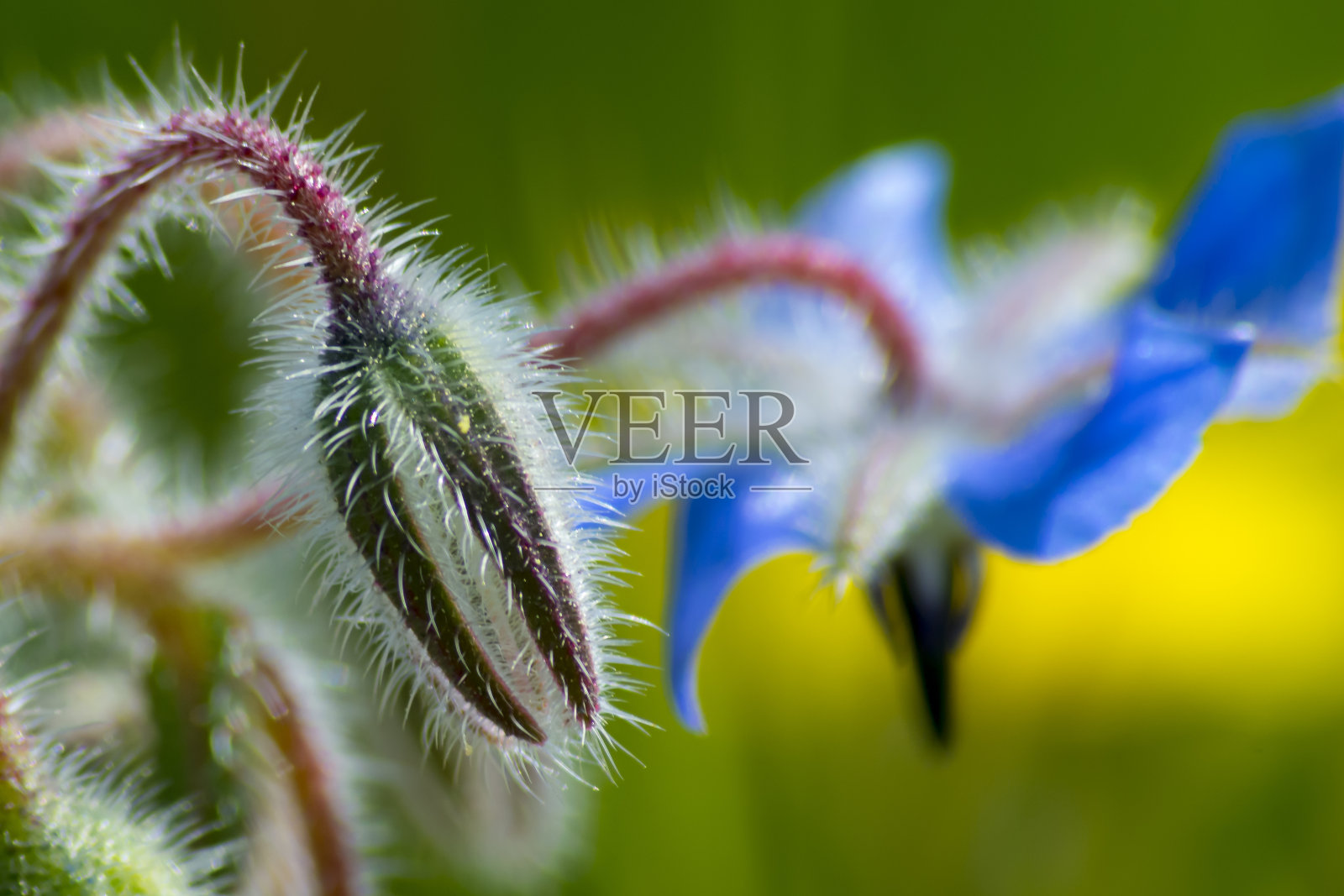 紫花植物野外特写照片摄影图片