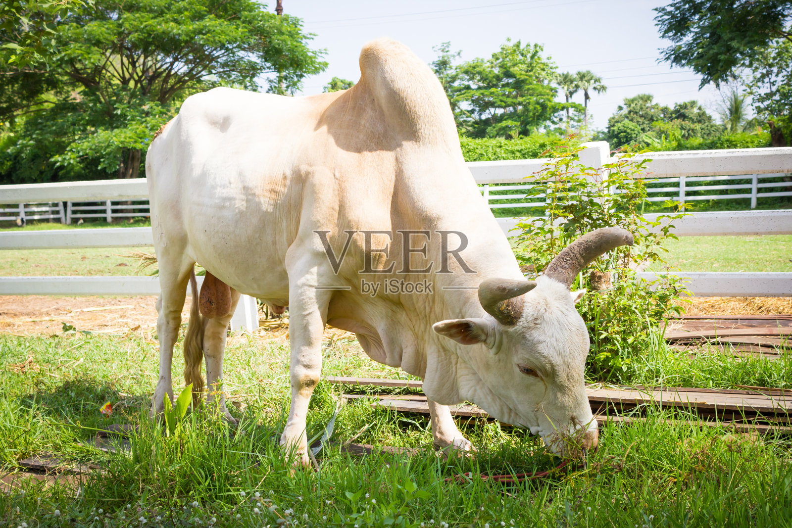 白色Lamphun牛。泰国养牛品种要保护。照片摄影图片