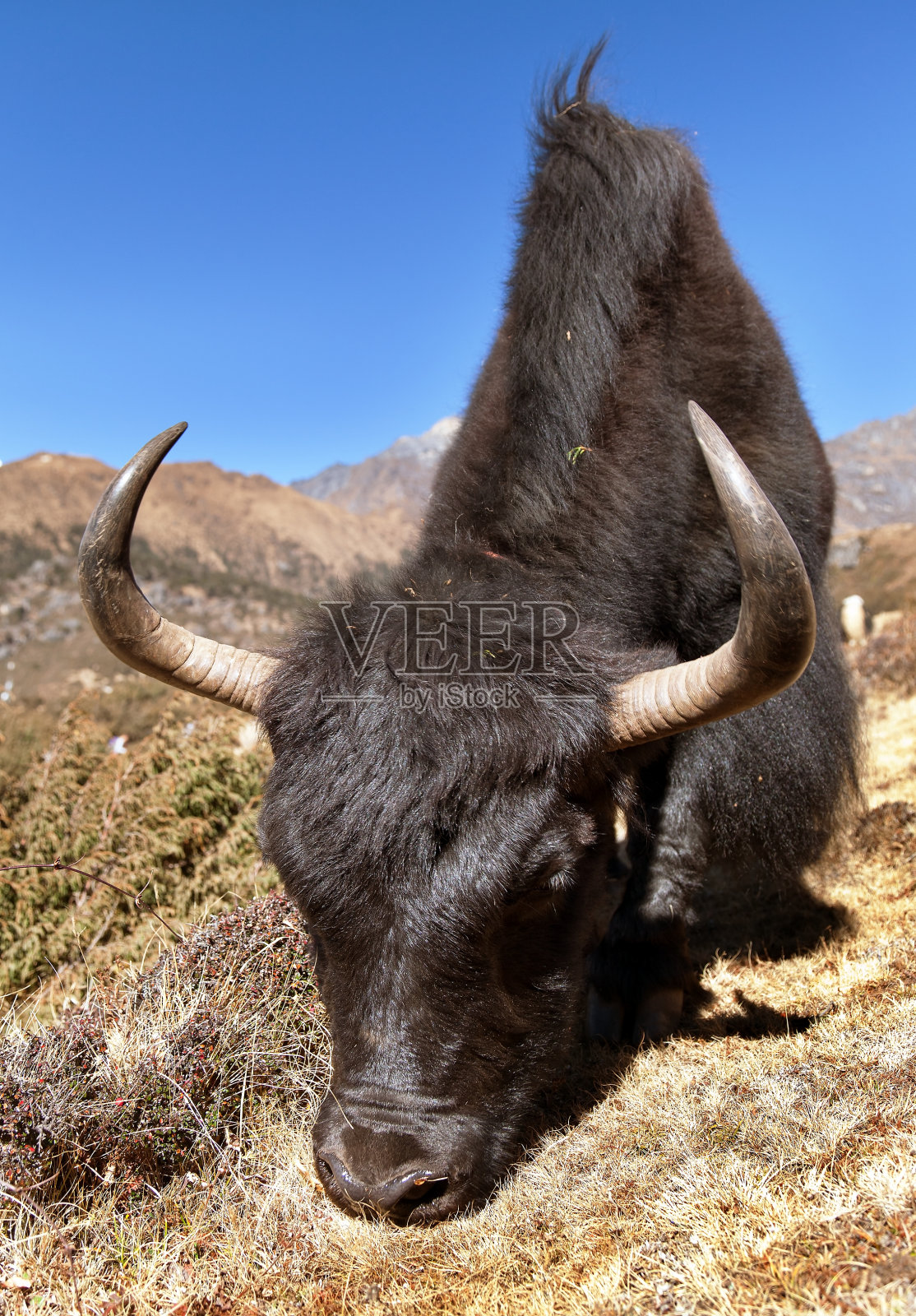 黑牦牛在去珠峰大本营的路上照片摄影图片