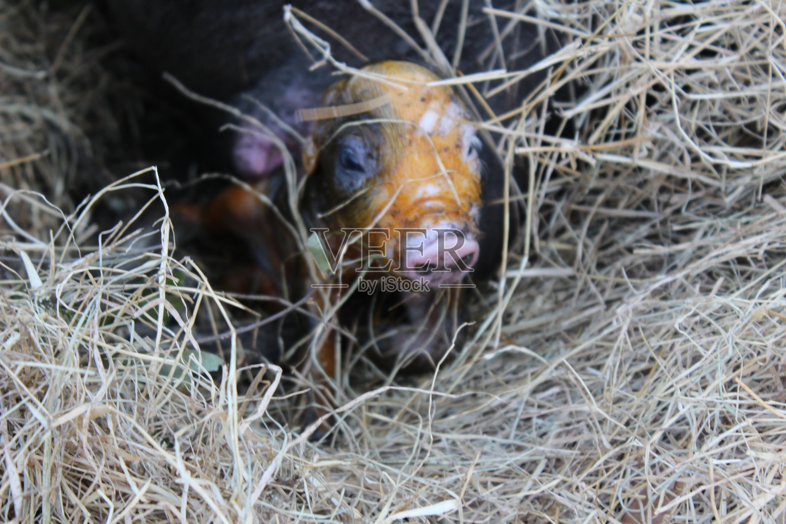 小猪的诞生照片摄影图片