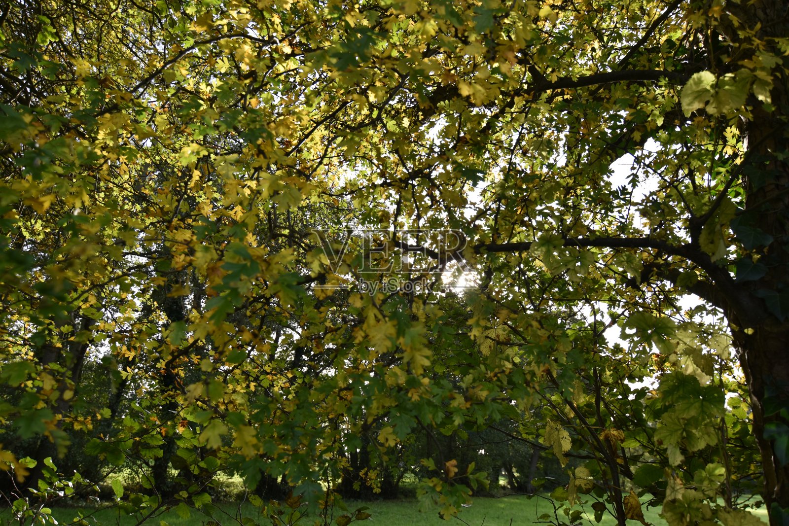 秋天的山楂树照片摄影图片