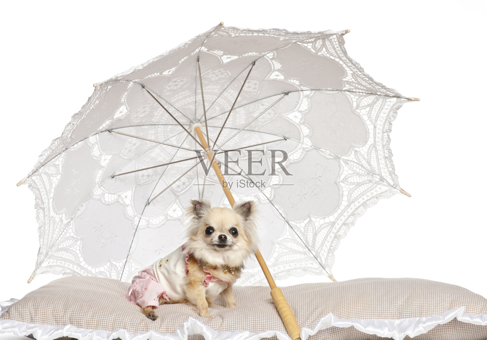吉娃娃躺在阳伞下,背景是白色的照片摄影图片