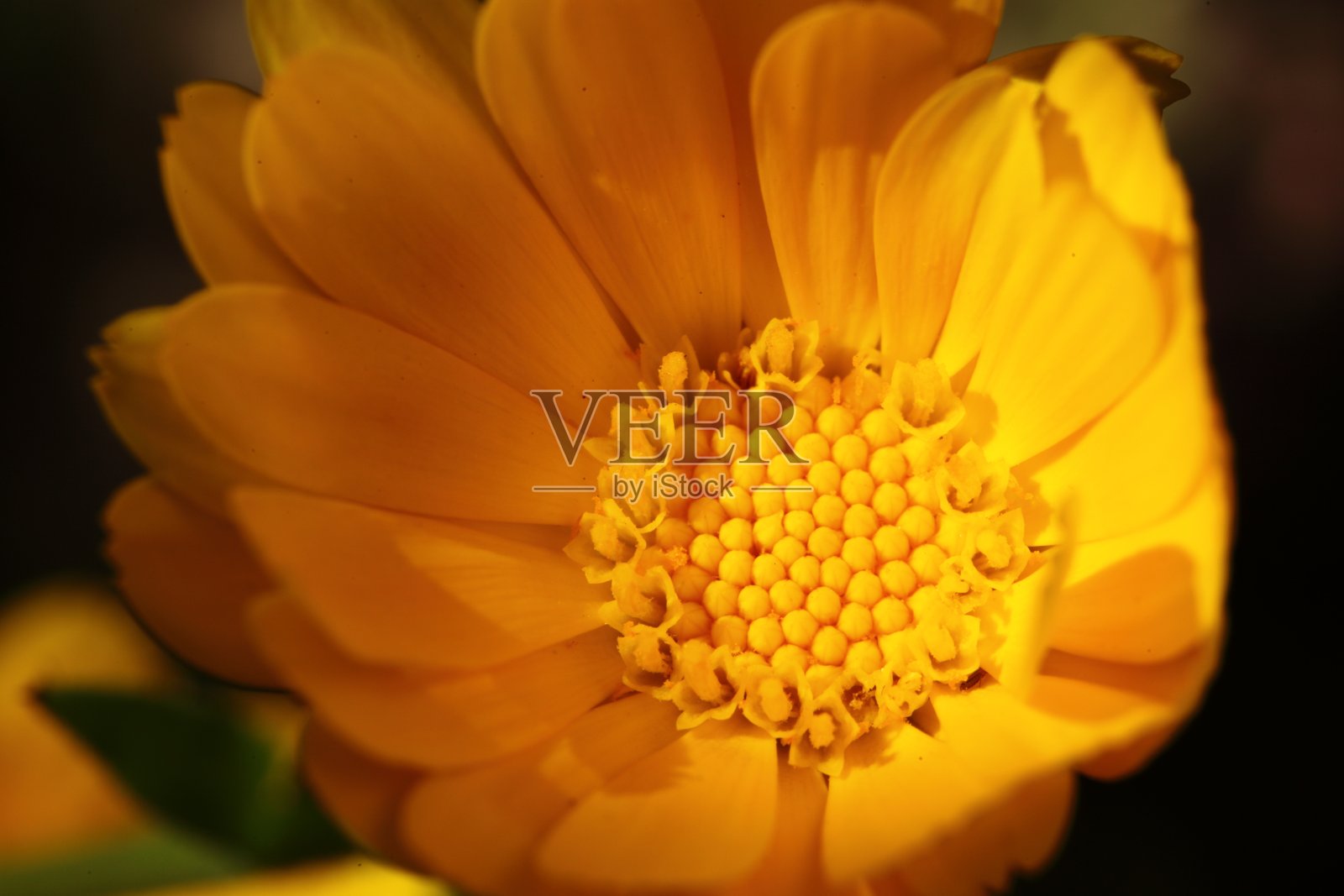 加州罂粟照片摄影图片