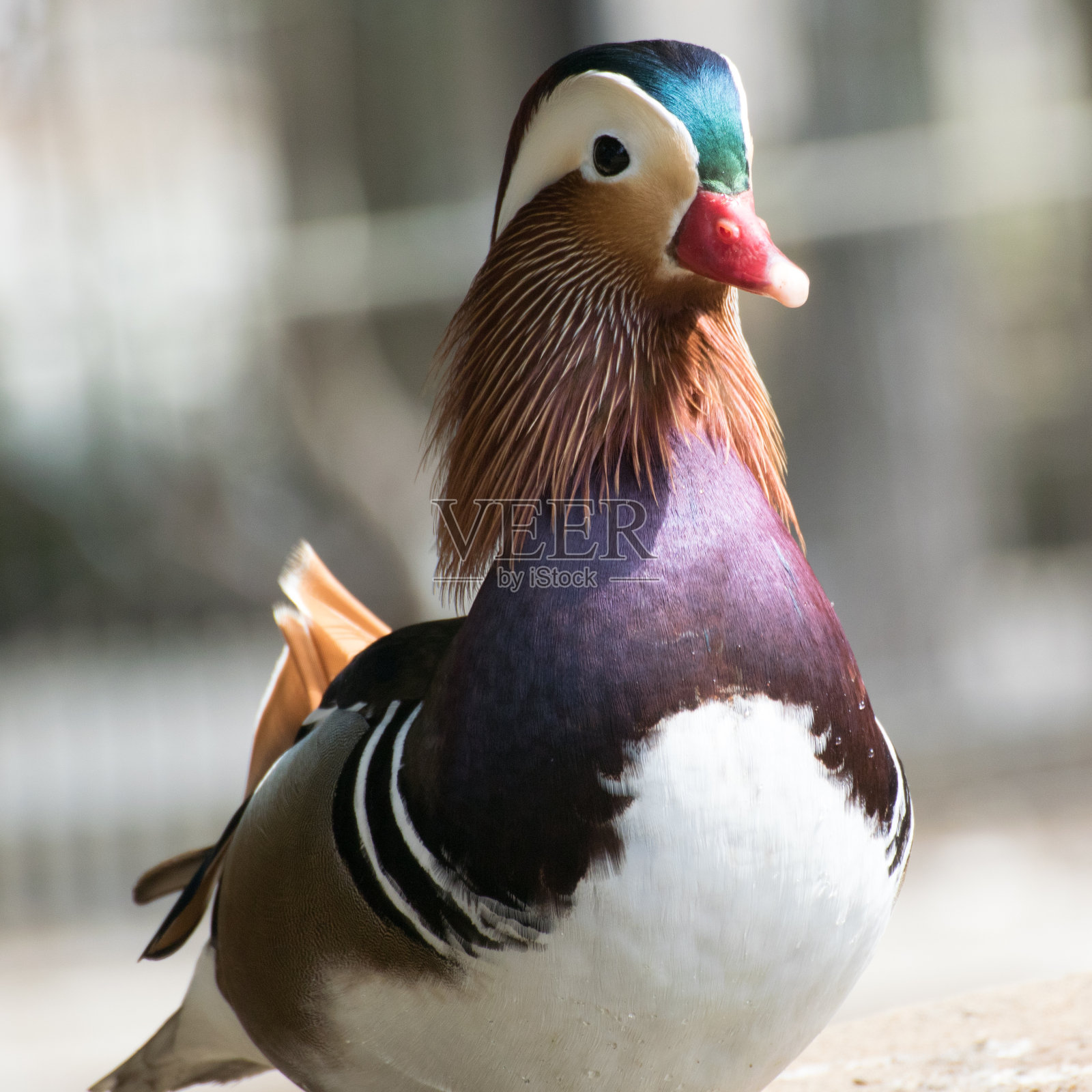 鸳鸯照片摄影图片
