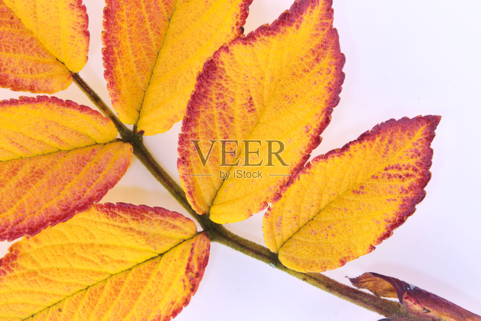 秋天的颜色。照片摄影图片