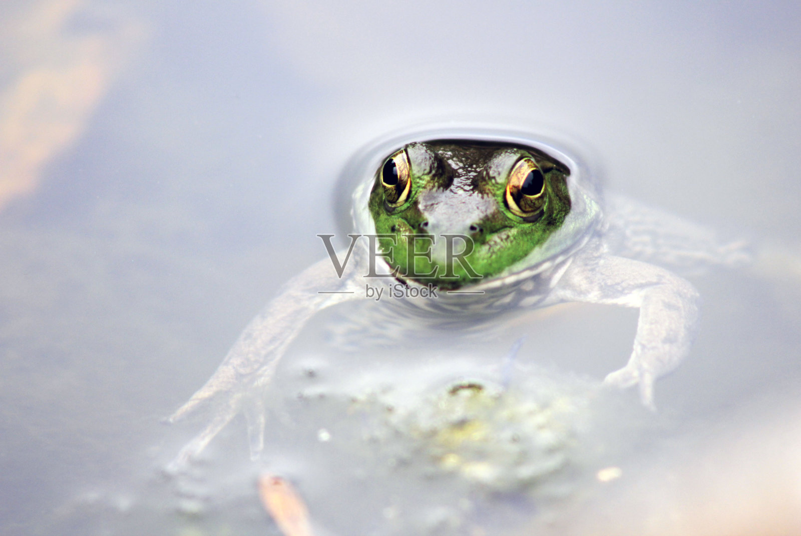青蛙在水里照片摄影图片