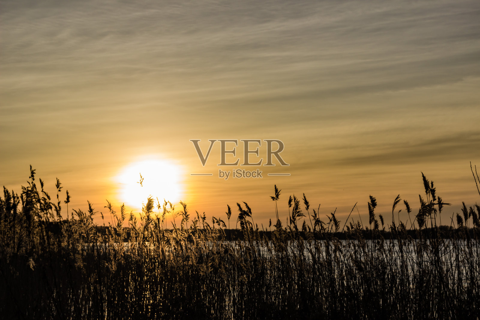 夕阳背后的芦苇照片摄影图片