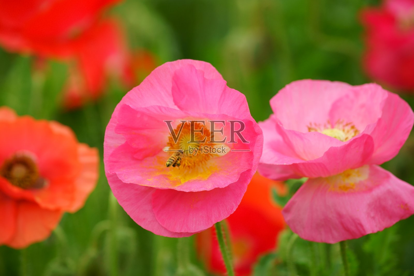 罂粟照片摄影图片